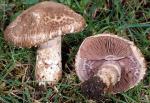 Agaricus fuscovelatus - Fungi Species | sokos jishebi | სოკოს ჯიშები